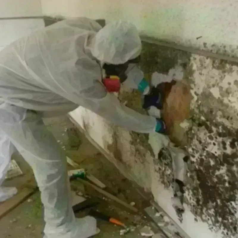 Mold Remediation and Removal in Imlay City, MI